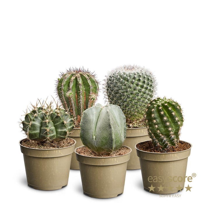 Cactus Mix (x20)