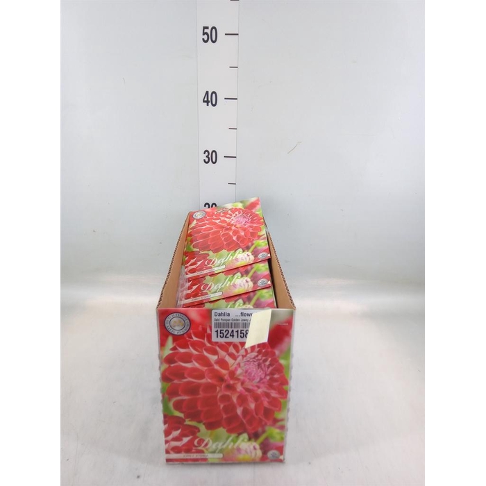 <h4>Dahlia   ...flowerbulbs</h4>