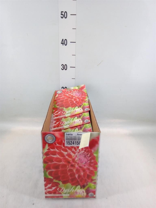 <h4>Dahlia   ...flowerbulbs</h4>