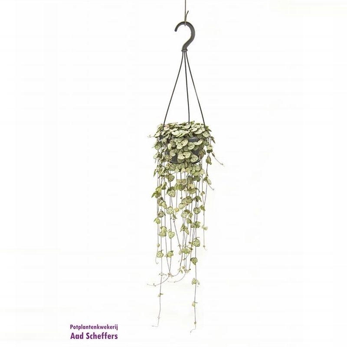 <h4>Ceropegia linearis subsp. Woodii</h4>