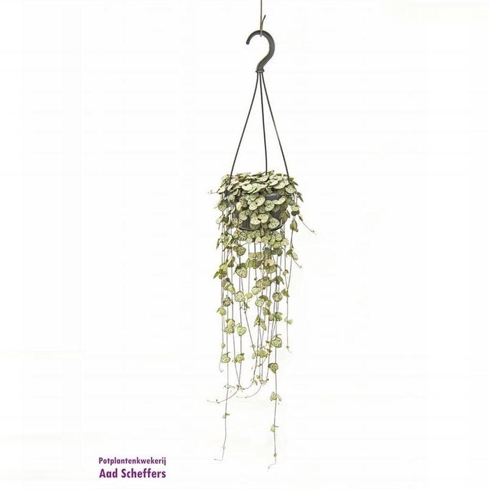 <h4>Ceropegia linearis subsp. Woodii</h4>