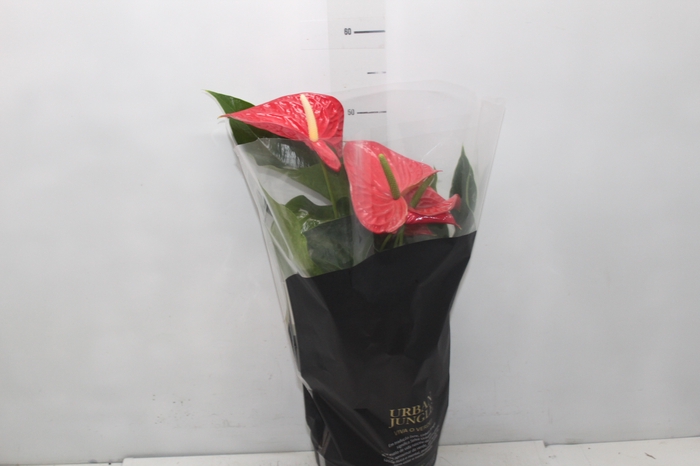 <h4>ANTHURIUM MICHIGAN P17 PREMIUM</h4>