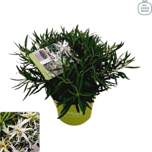 Azalea 25/P10,5 'Star Style® White'