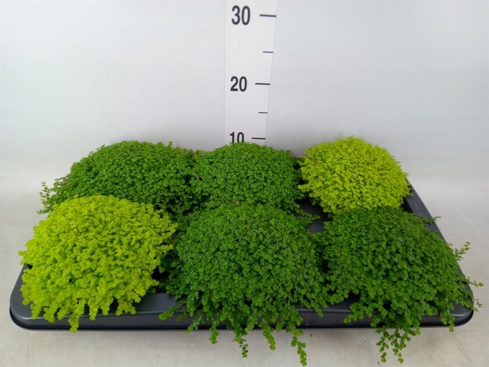 <h4>Soleirolia soleirolii   ...mix 2</h4>