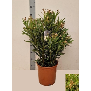 NERI OLEANDER