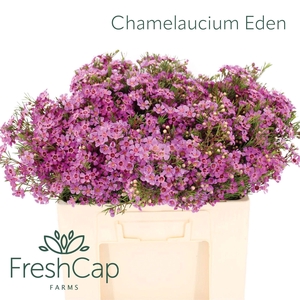 Chame Eden