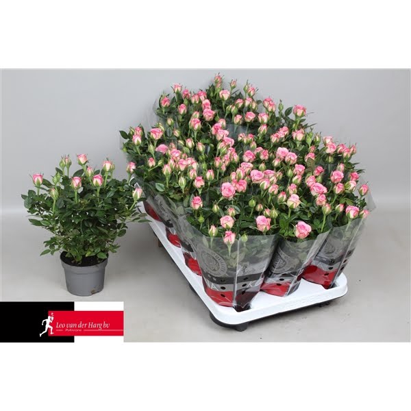 <h4>Rosa Kordana Carousel (Wit/Licht Roze)</h4>