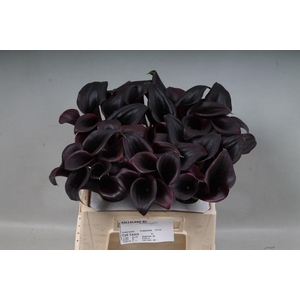 Zantedeschia call ceara