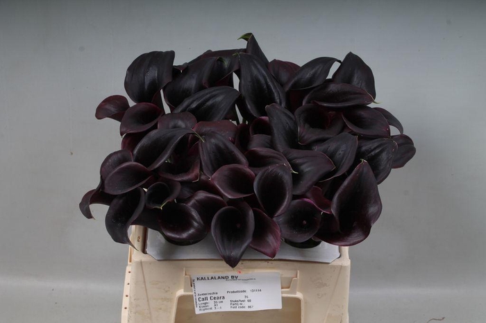 <h4>Zantedeschia call ceara</h4>