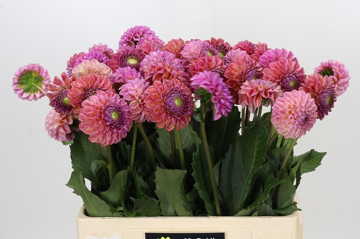 <h4>Dahlia Caitlin's Joy</h4>