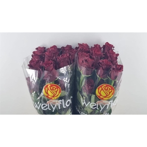 R GR EXPLORER Welyflor