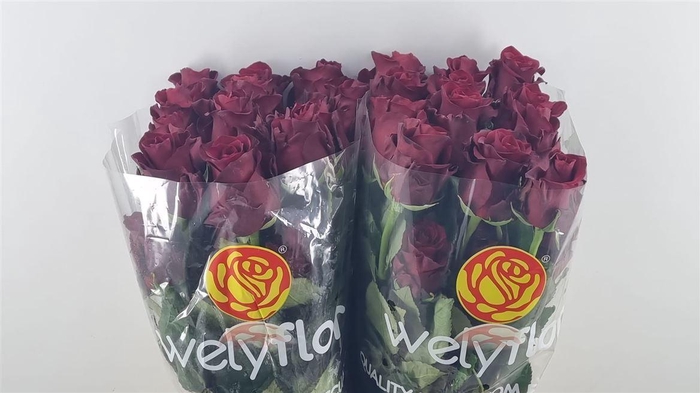 <h4>R GR EXPLORER Welyflor</h4>