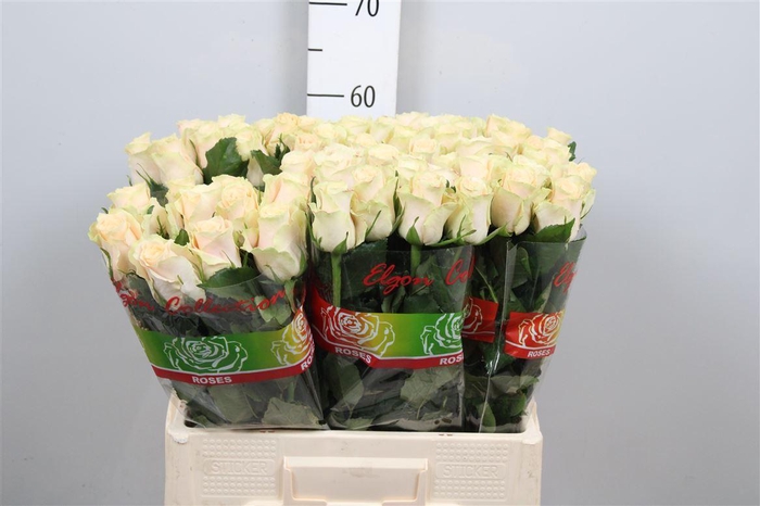 <h4>R Gr Charmant</h4>