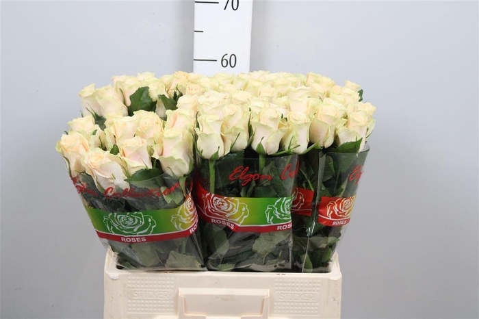 <h4>R Gr Charmant</h4>