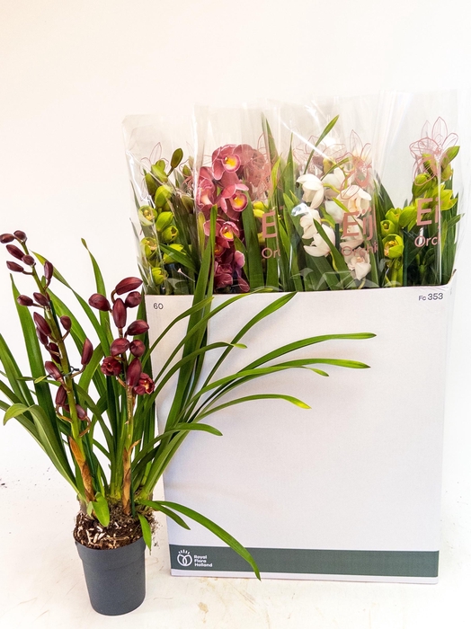 <h4>CYMB GEMENGD</h4>