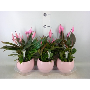 Spathiphyllum  'Bellini'