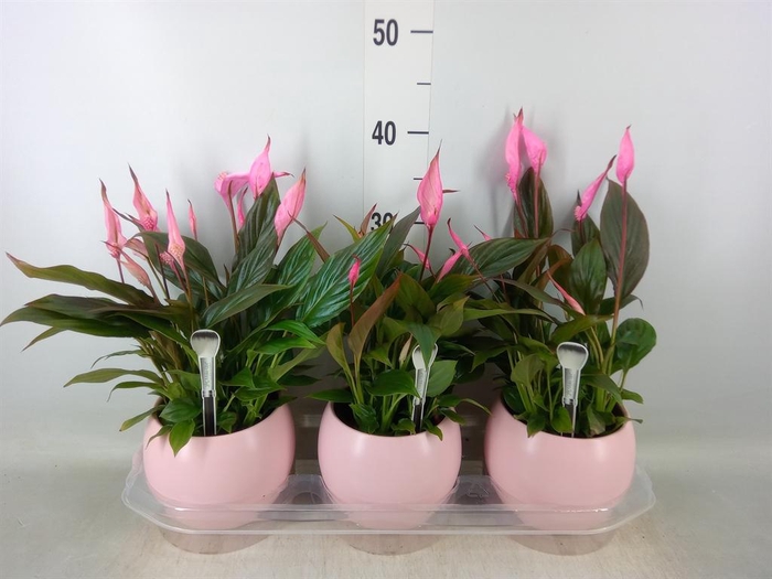 <h4>Spathiphyllum  'Bellini'</h4>