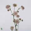 Astrantia Rosa Lee