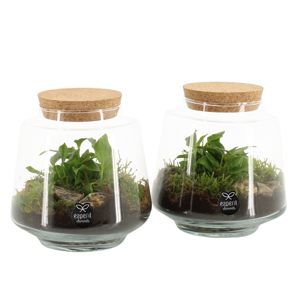 <h4>90547: Terrarium arrangement</h4>