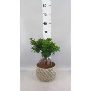 Ficus microcarpa 'Ginseng'