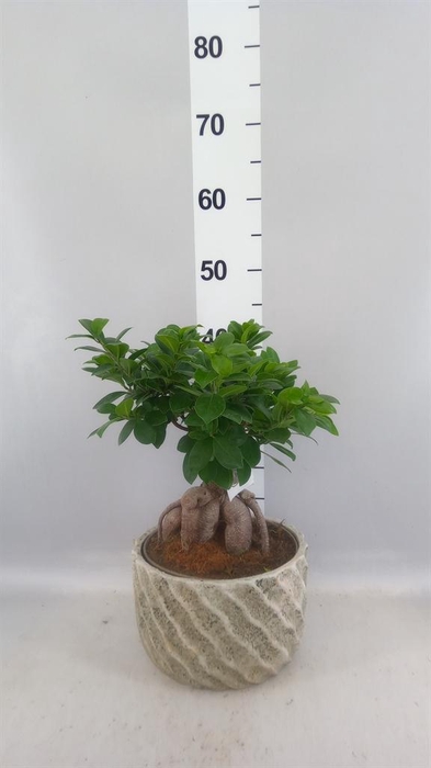 <h4>Ficus microcarpa 'Ginseng'</h4>