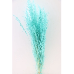 Dried Munni Grass Aqua Blue Bunch