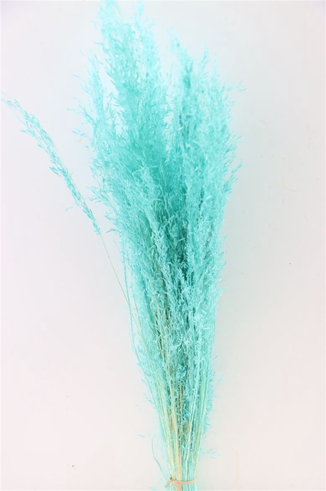 Dried Munni Grass Aqua Blue Bunch