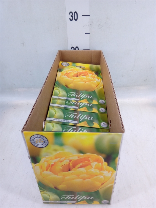 <h4>Tulipa   ...flowerbulbs</h4>