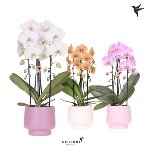 Phalaenopsis Elegant Cascade