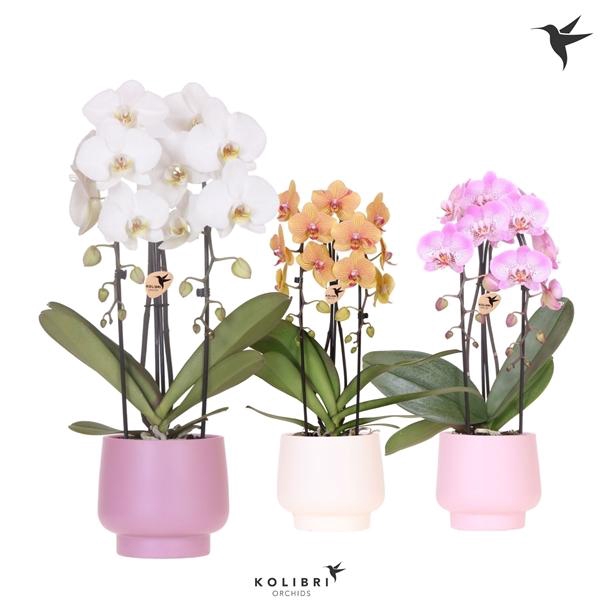 <h4>Phalaenopsis Elegant Cascade</h4>