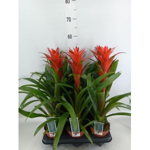 Guzmania  'Ostara'