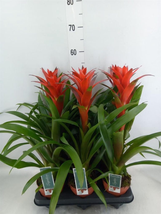 <h4>Guzmania  'Ostara'</h4>