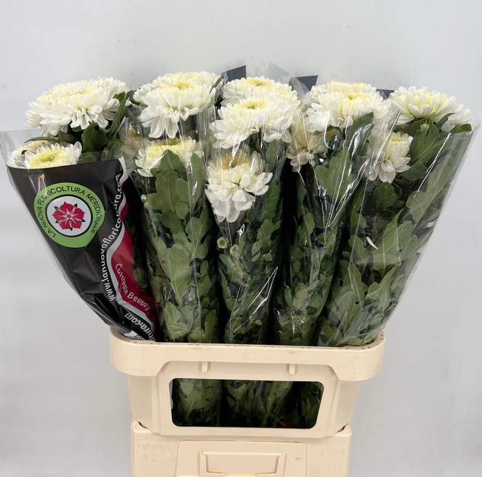 <h4>Chrys Gp Rossano White</h4>