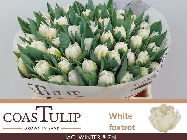 <h4>Tulipa Du White Foxtrot</h4>