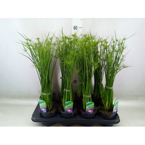 Cyperus haspan