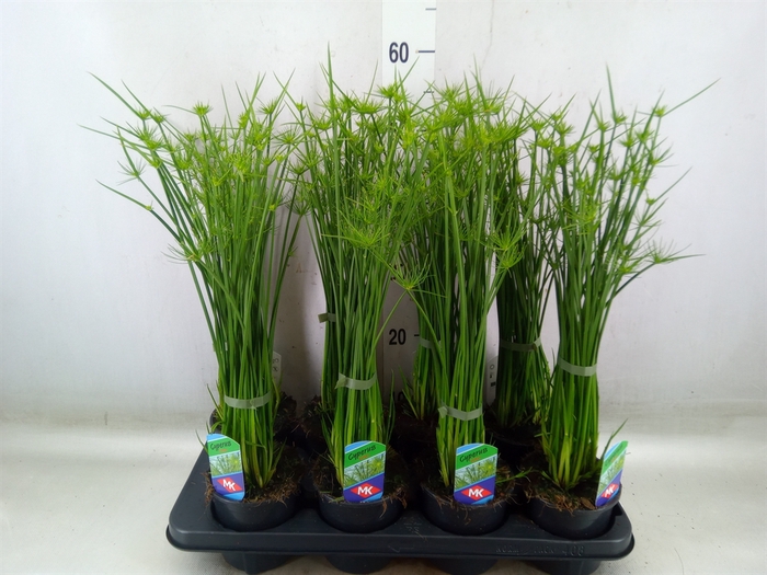 <h4>Cyperus haspan</h4>