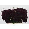 Dahlia Black Destiny