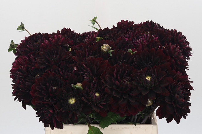 <h4>Dahlia Black Destiny</h4>