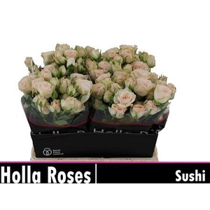 R Tr Sushi
