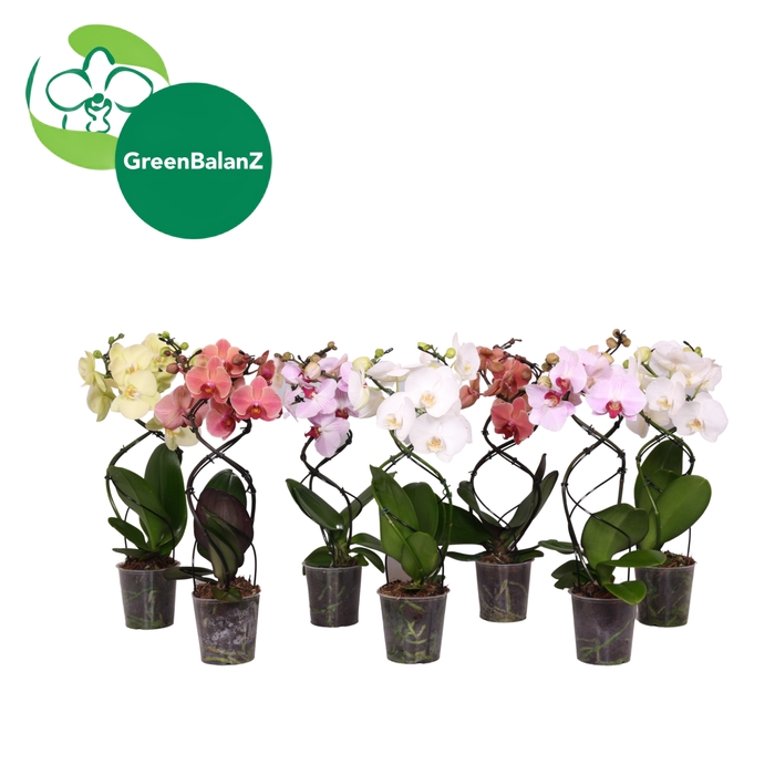 <h4>Phal Twister Gemengd 2 Tak</h4>