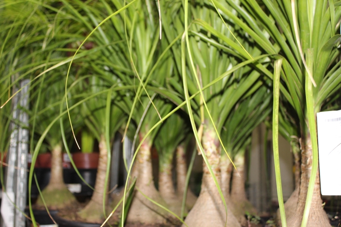 <h4>BEAUCARNEA P24</h4>