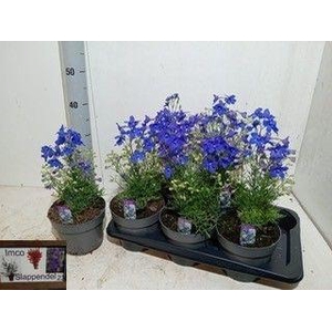 DELP GRANDIFLORUM
