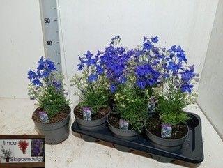 <h4>DELP GRANDIFLORUM</h4>