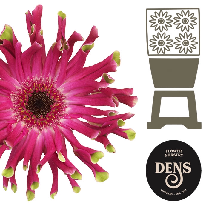 <h4>Gerbera Pastini Andria Diamond</h4>