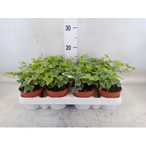 Hedera helix 'Eva'