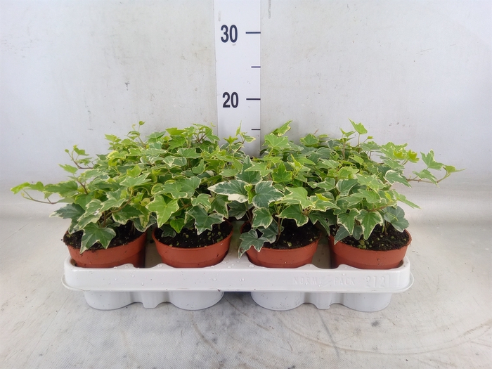 <h4>Hedera helix 'Eva'</h4>