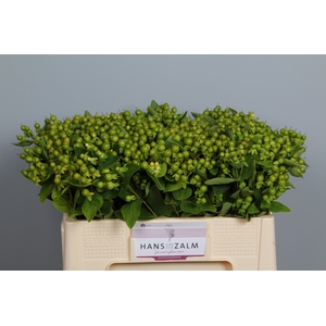 HYP MAG GREEN REVIVA