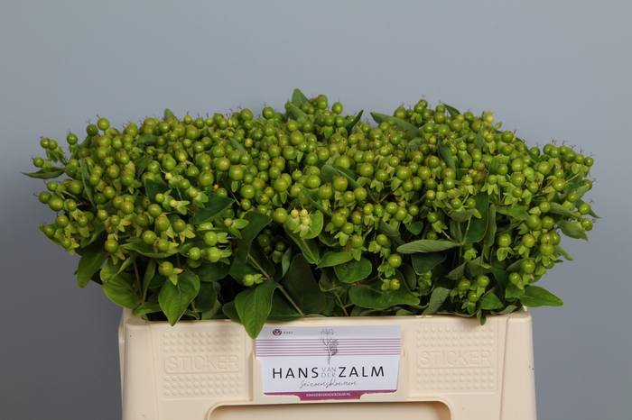 <h4>HYP MAG GREEN REVIVA</h4>