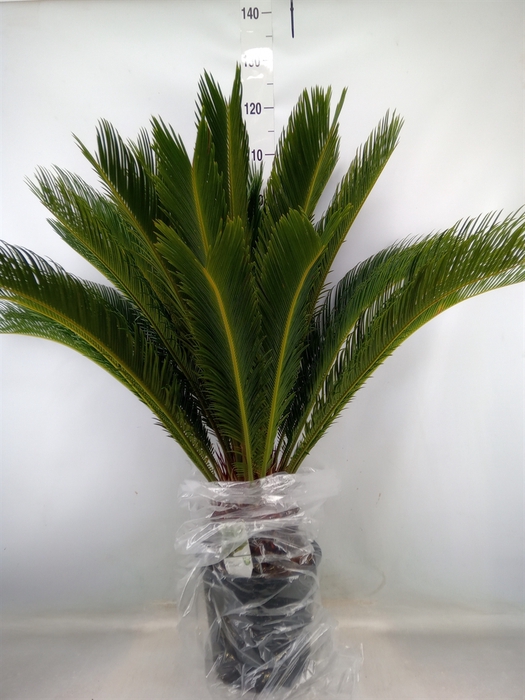 <h4>Cycas revoluta</h4>