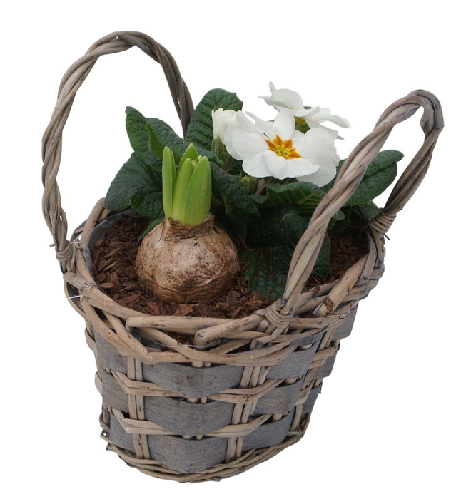 <h4>Primula tasje hys 423</h4>